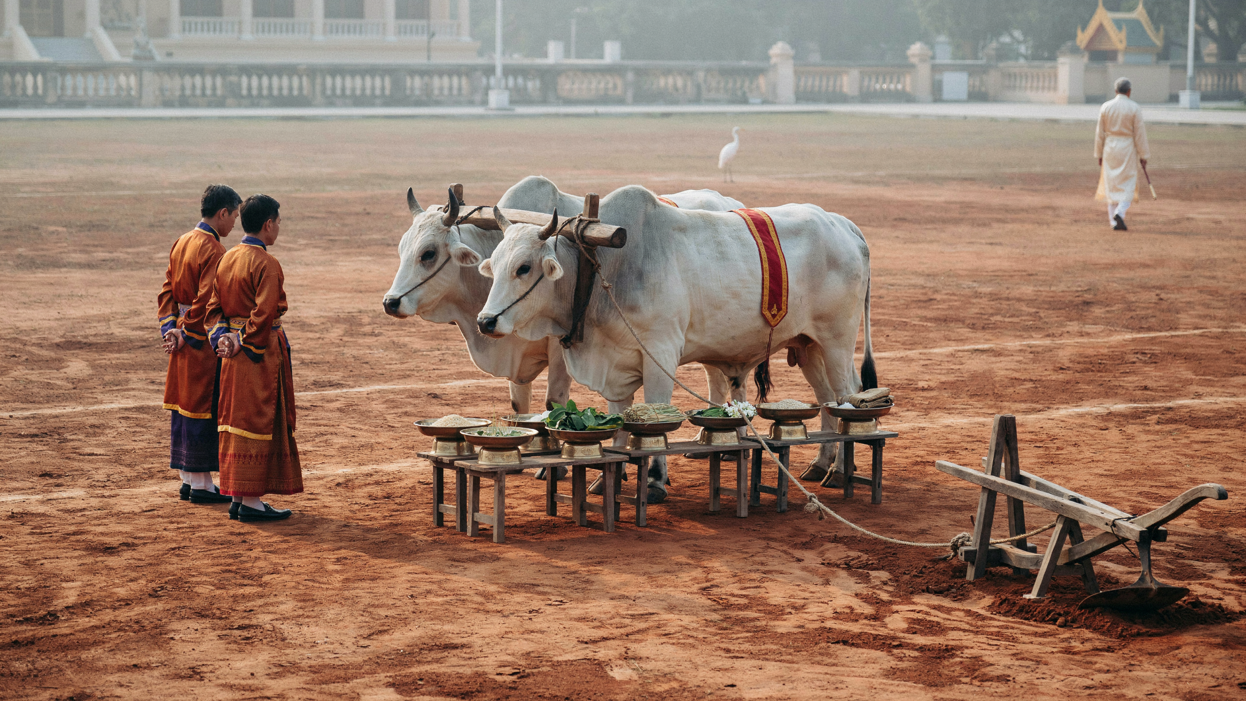 Bœufs royaux devant les sept plateaux du rituel agricole cambodgien