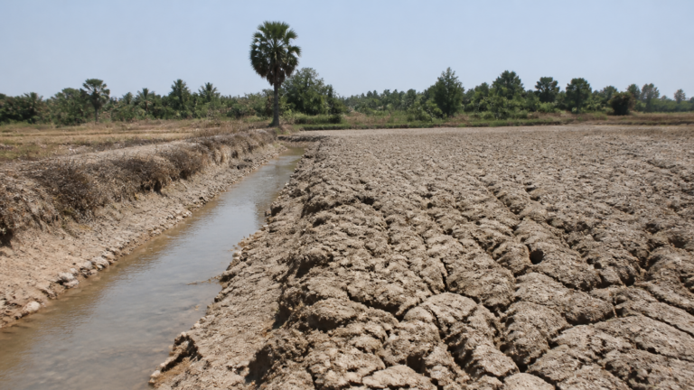 La grande sécheresse cambodgienne documentée: causes, impacts et réponses