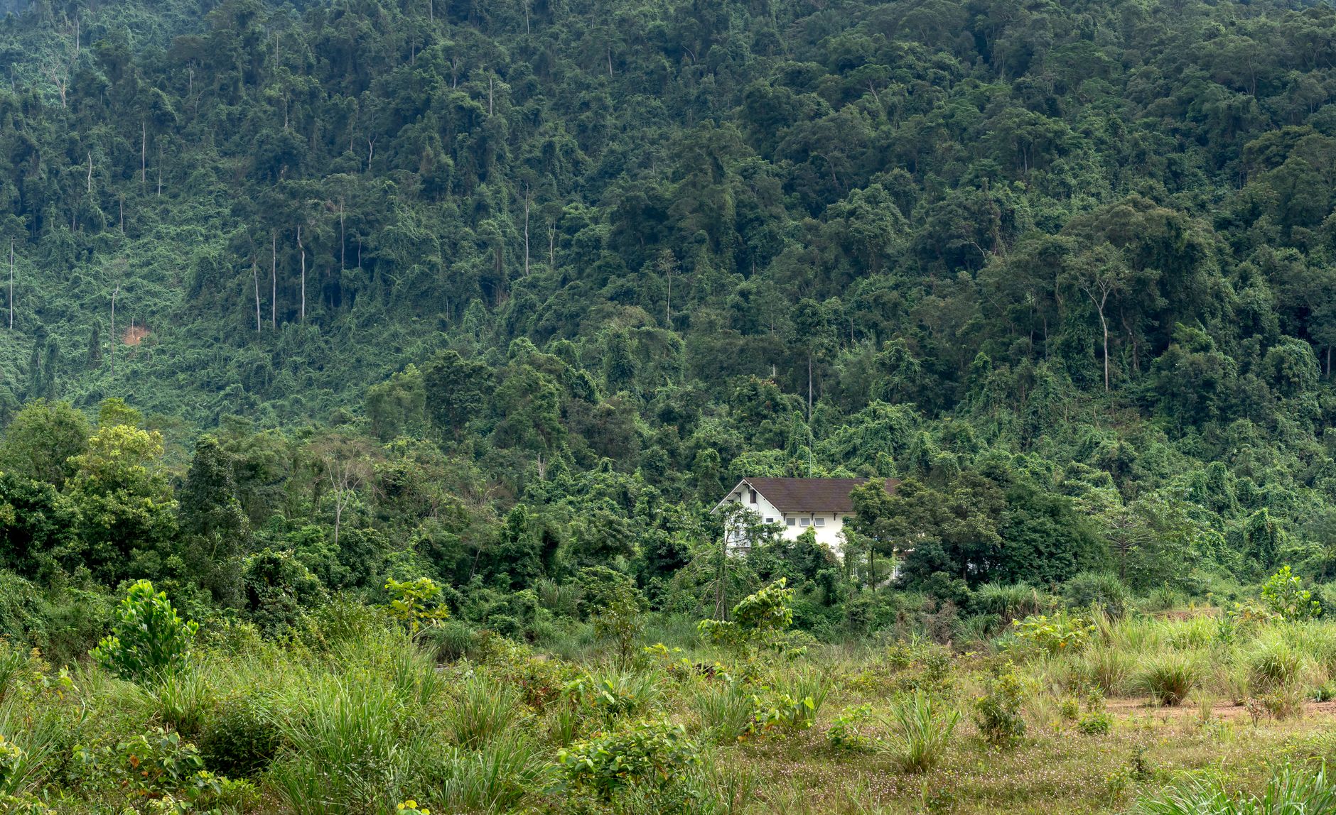 A solitary cabin nestled in a lush, dense forest, surrounded by nature's tranquility.