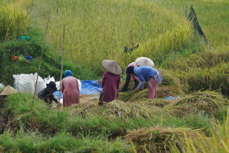 Riz cambodgien : où se joue la valeur entre récolte et exportation