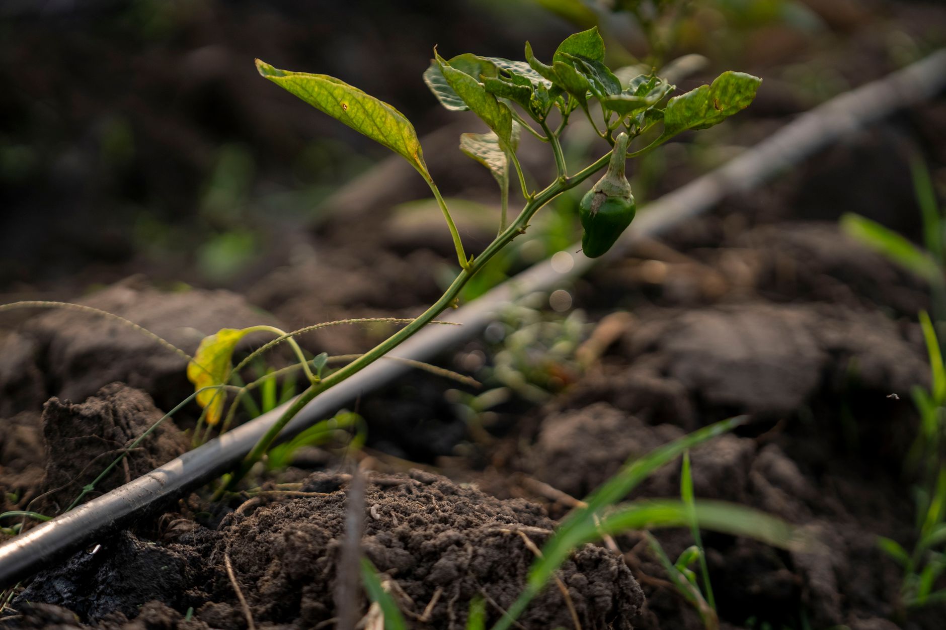 Close-up of a pepper plant with drip irrigation in a field, highlighting growth.