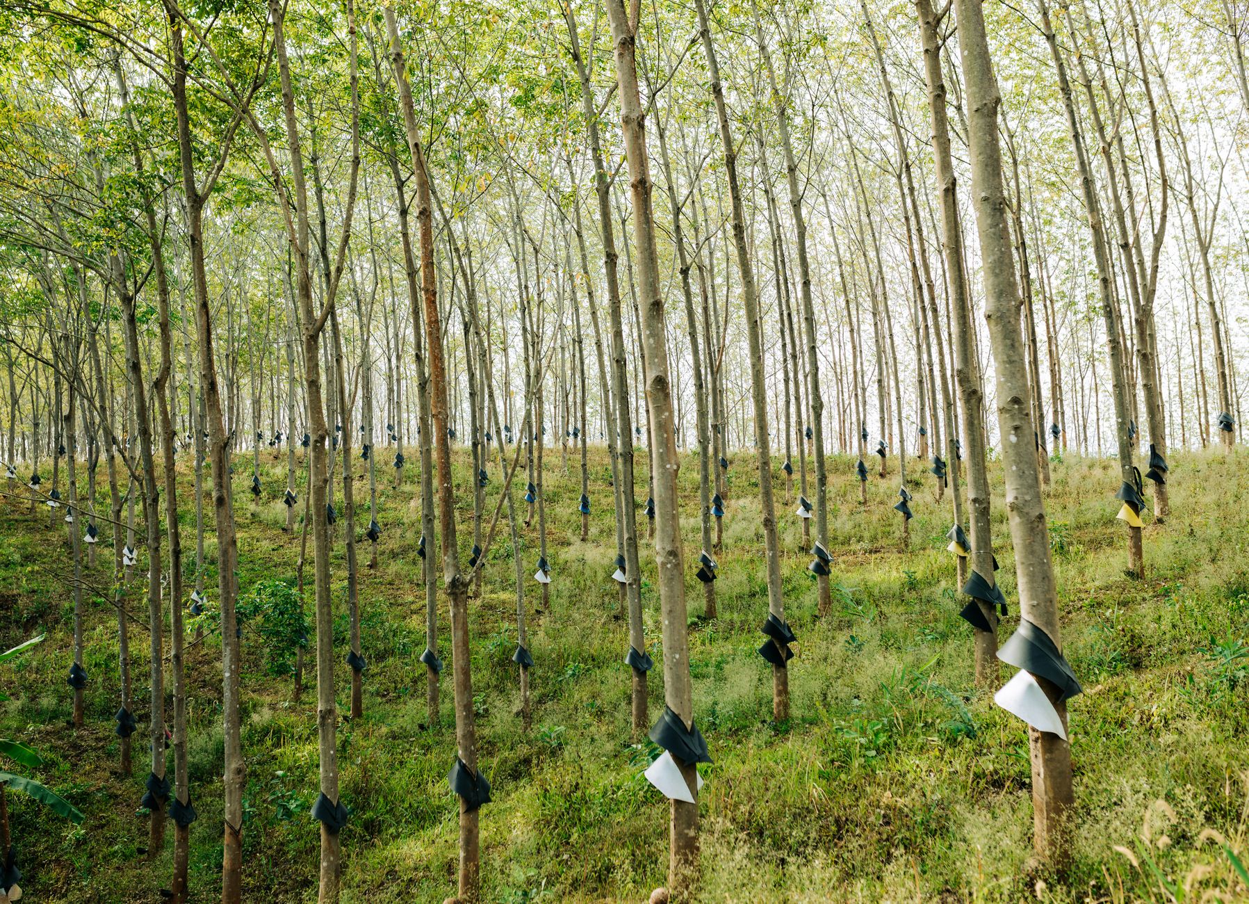 Rows of rubber trees in Kon Tum, Vietnam, showing tapped trunks ready for harvesting.
