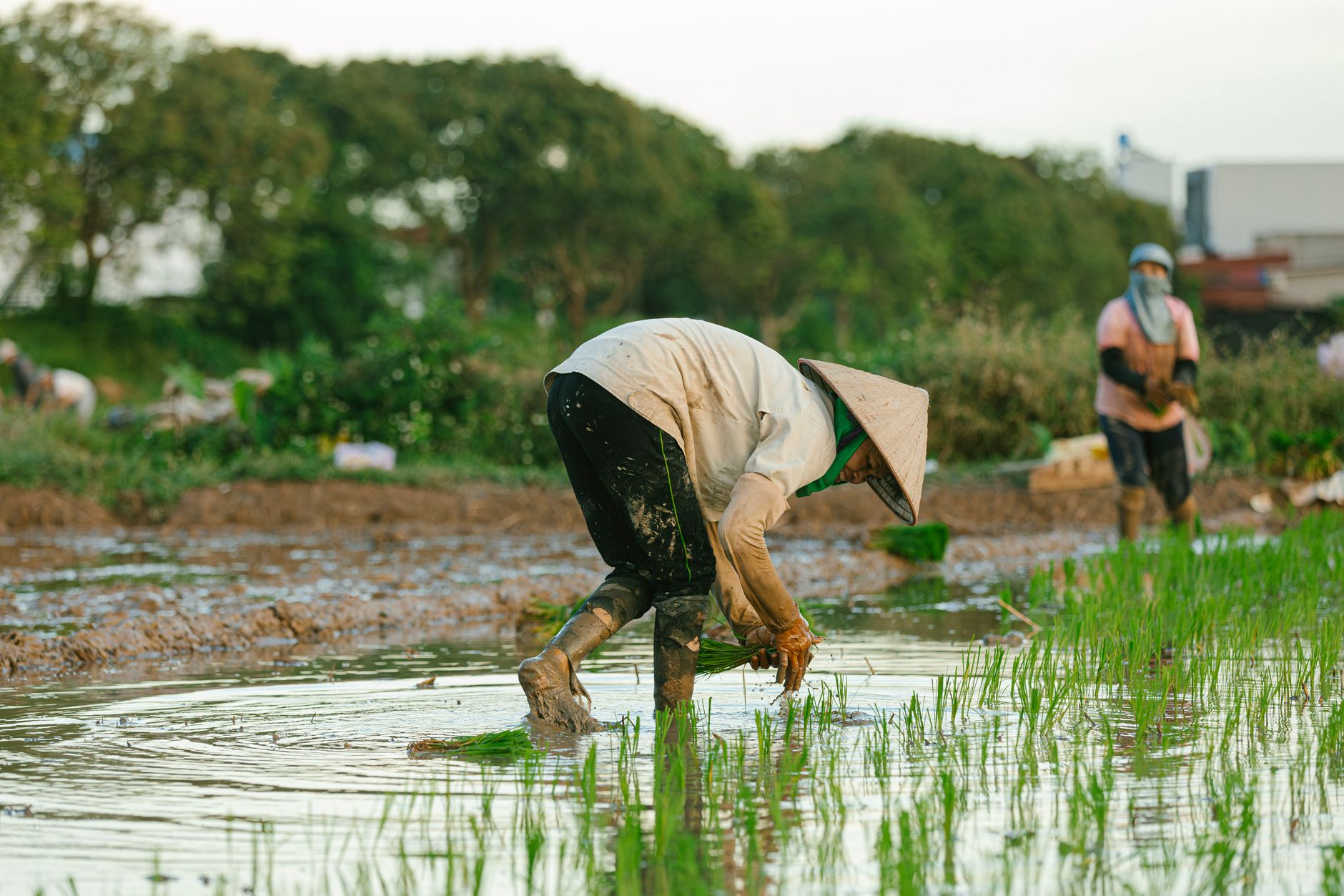 Paysannes coiffées de chapeaux coniques repiquant le riz dans une rizière inondée