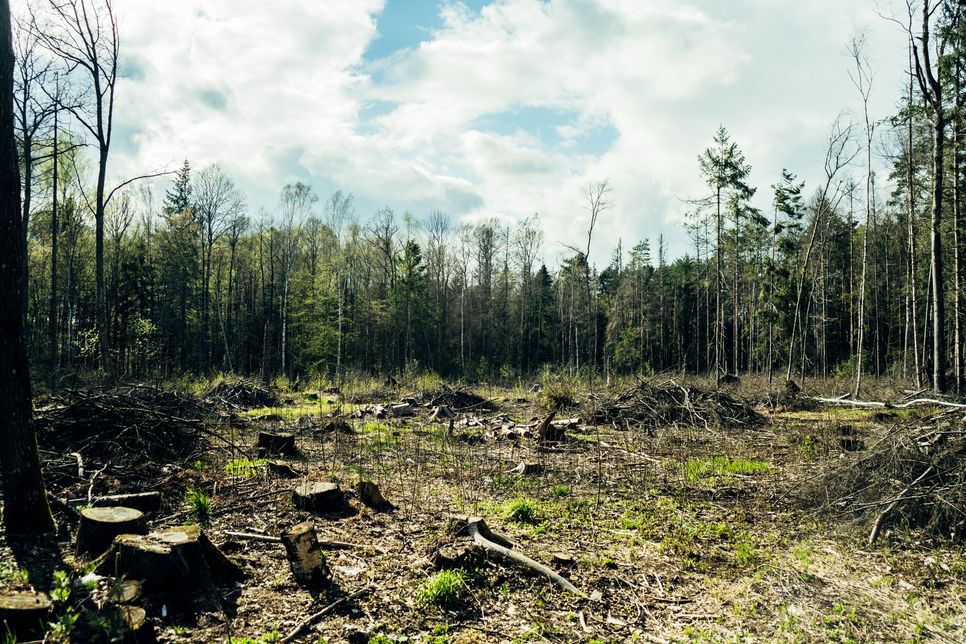 Une zone déboisée baignée de soleil présentant des souches d'arbres et un arrière-plan de forêt luxuriante et intacte.